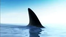 Біля берегів Іспанії гігантська акула пошматувала підлітка на очах у шокованих відпочивальників
