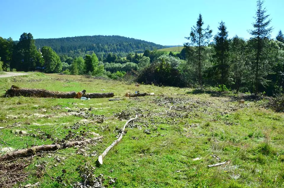 Масштабне вирубування лісів у Карпатах на Львівщині триває