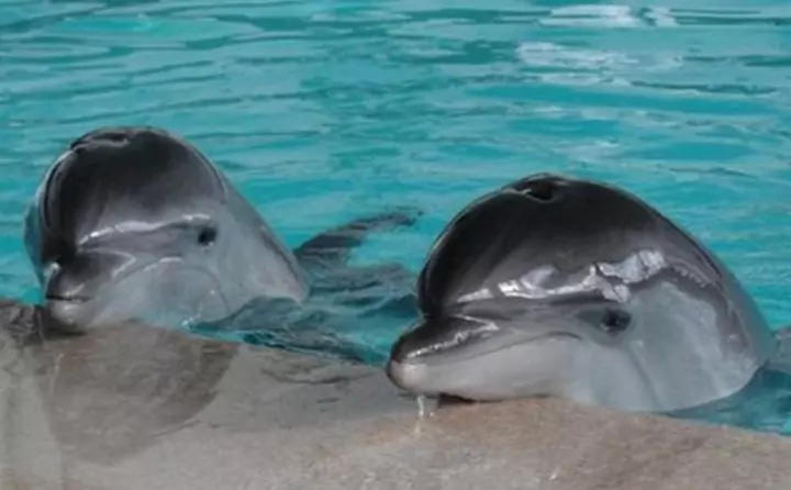 Дрогобицькі ветеринари відправили врятованих дельфінів на місячний карантин 